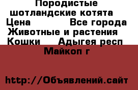 Породистые шотландские котята. › Цена ­ 5 000 - Все города Животные и растения » Кошки   . Адыгея респ.,Майкоп г.